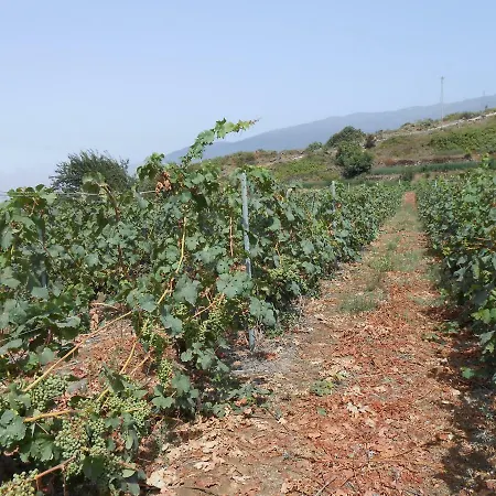 Casitas Uvas Y Vinas Feriehus Los Realejos