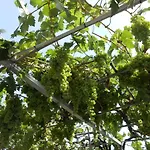 Casitas Uvas Y Vinas Prázdninový dům Los Realejos