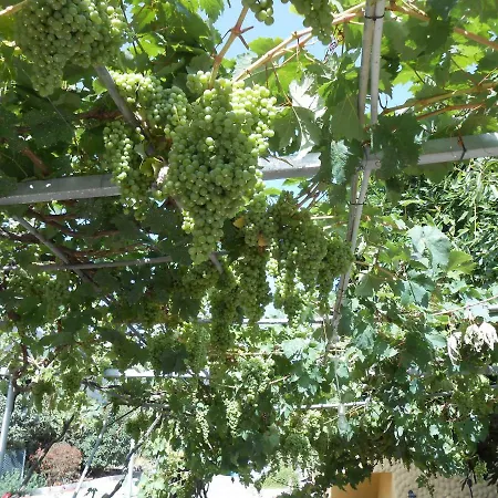 Casitas Uvas Y Vinas *